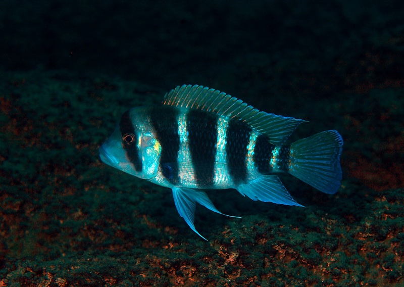 Cyphotilapia frontosa 'Muzimu'
